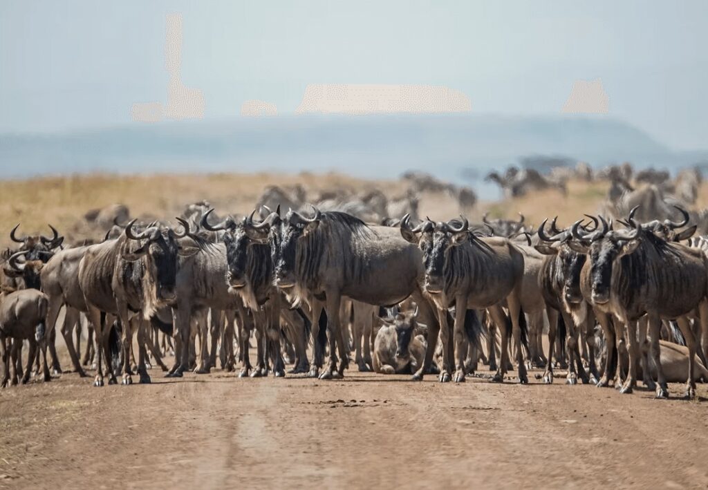 A group of wildebeest on a bush and beach safari in Kenya