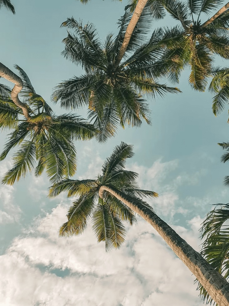 Palm trees tower above the beach in Diani - one of the best places to dive in Kenya