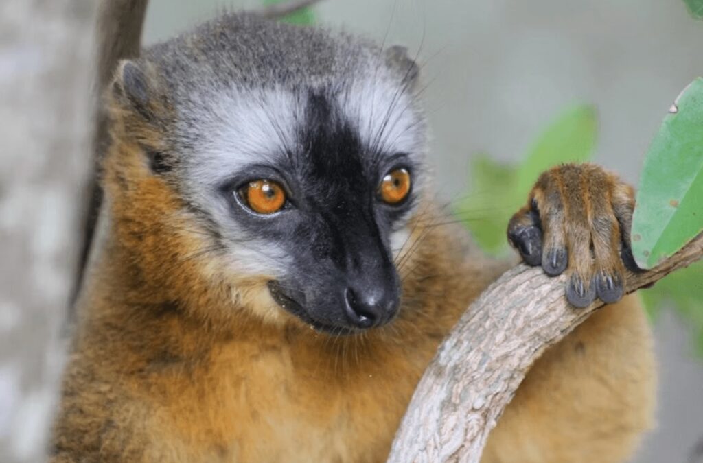 Scuba diving in Madagascar: A close-up shot of a lemur
