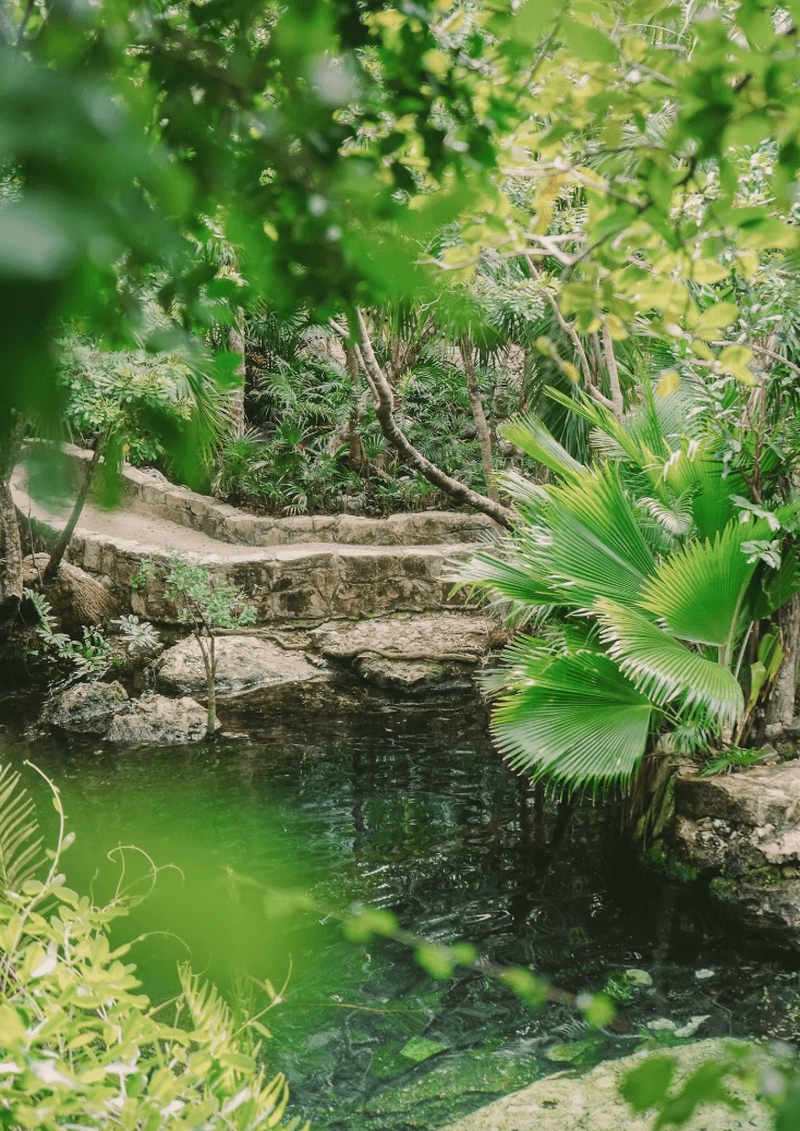 Scuba diving in Mexico: Best dive sites + eco-friendly dive resorts