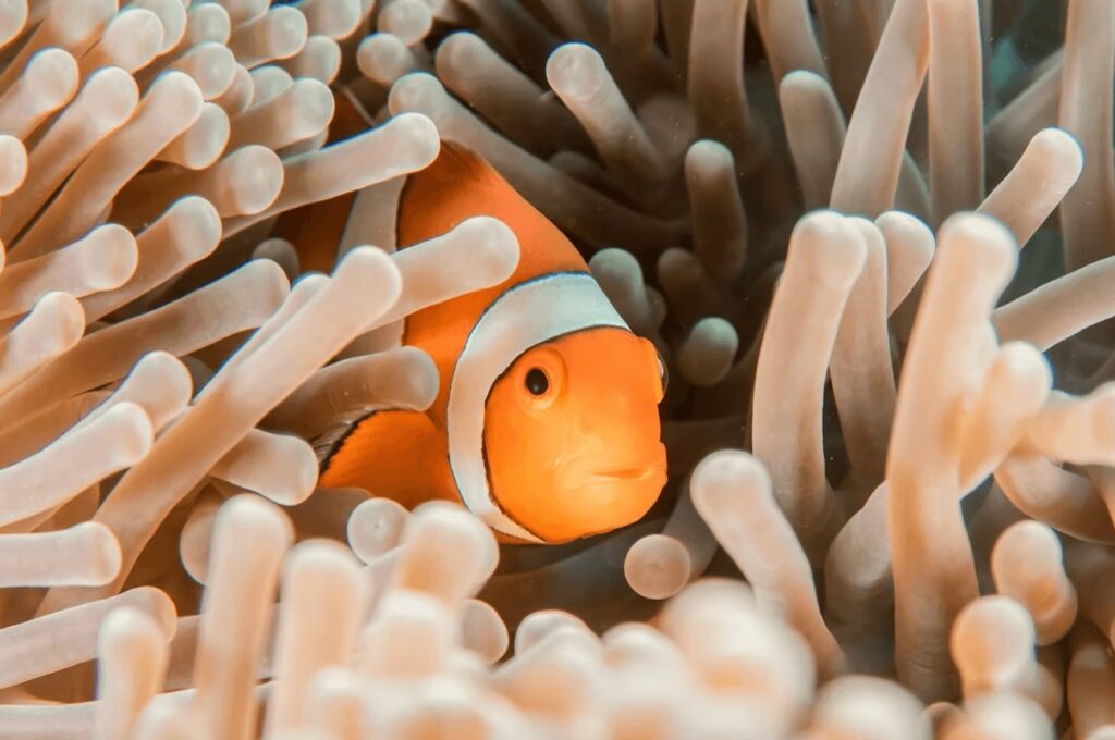 Scuba diving in Micronesia: Several species of clown fish can be seen while diving in Kosrae