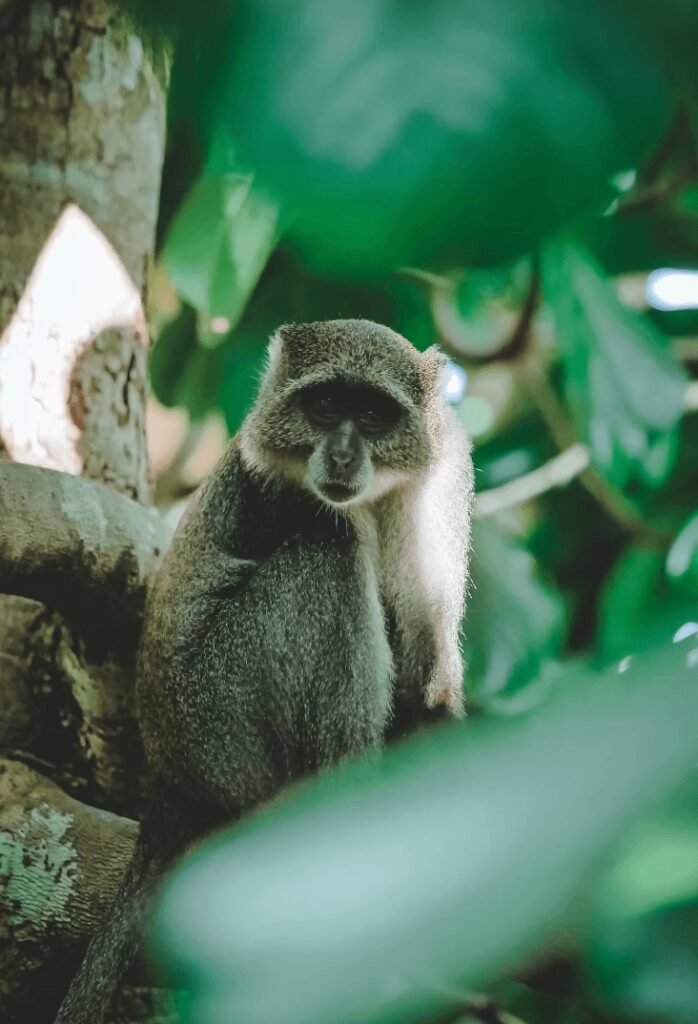 A primate in the forest of Zanzibar - one of the best places to dive in East Africa