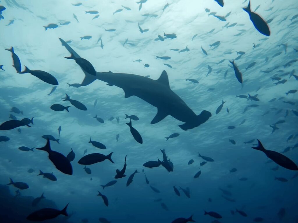 Seeing hammerhead sharks is a highlight of diving in Turks and Caicos
