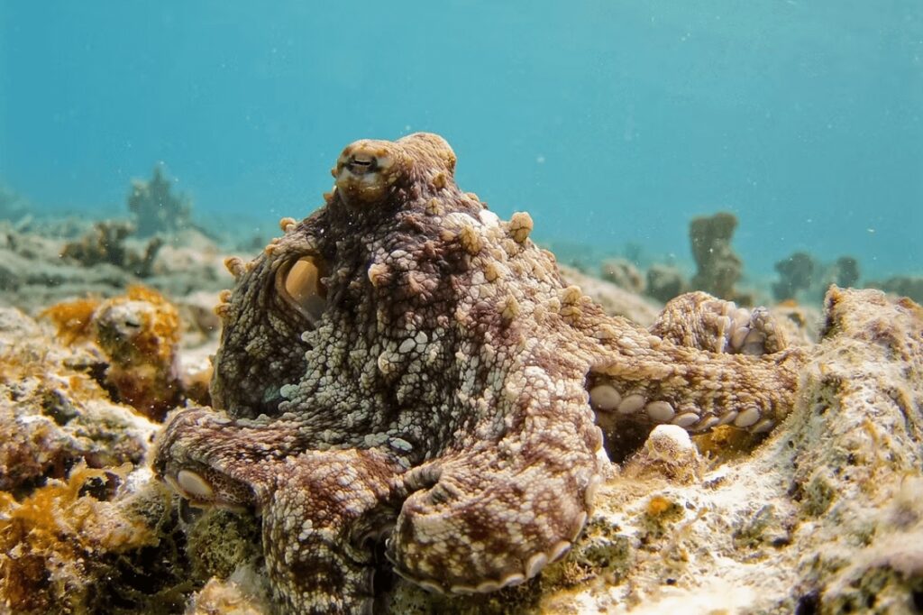 An octopus photographed while scuba diving in Turks and Caicos