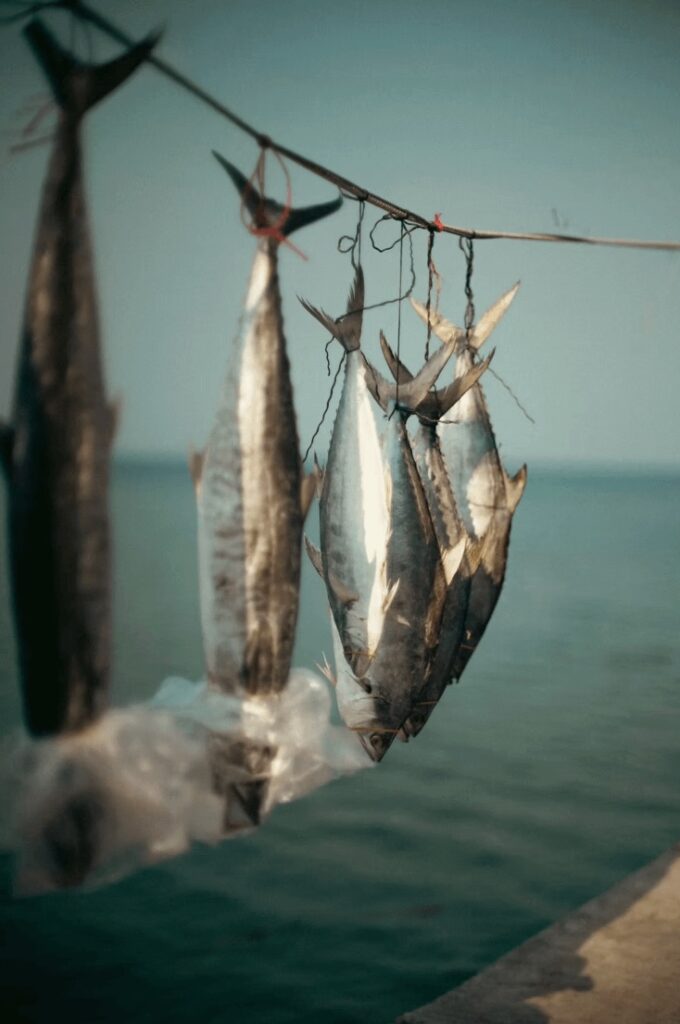 Microplastics and their impact on ocean environments: Fish hanging up to dry 