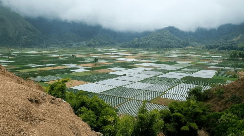 A patchwork of agricultural fields on the island of Lombok - one of the best places to learn to surf in Indonesia