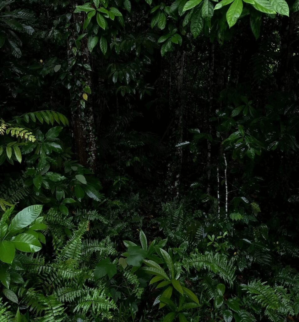Surfing in the Solomon Islands: A densely forested island in Melanesia
