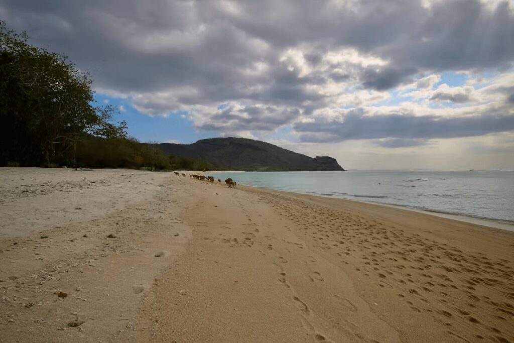 A herd of cows walk along the sands of Jelenga Bay - one of the best places to surf in West Sumbawa