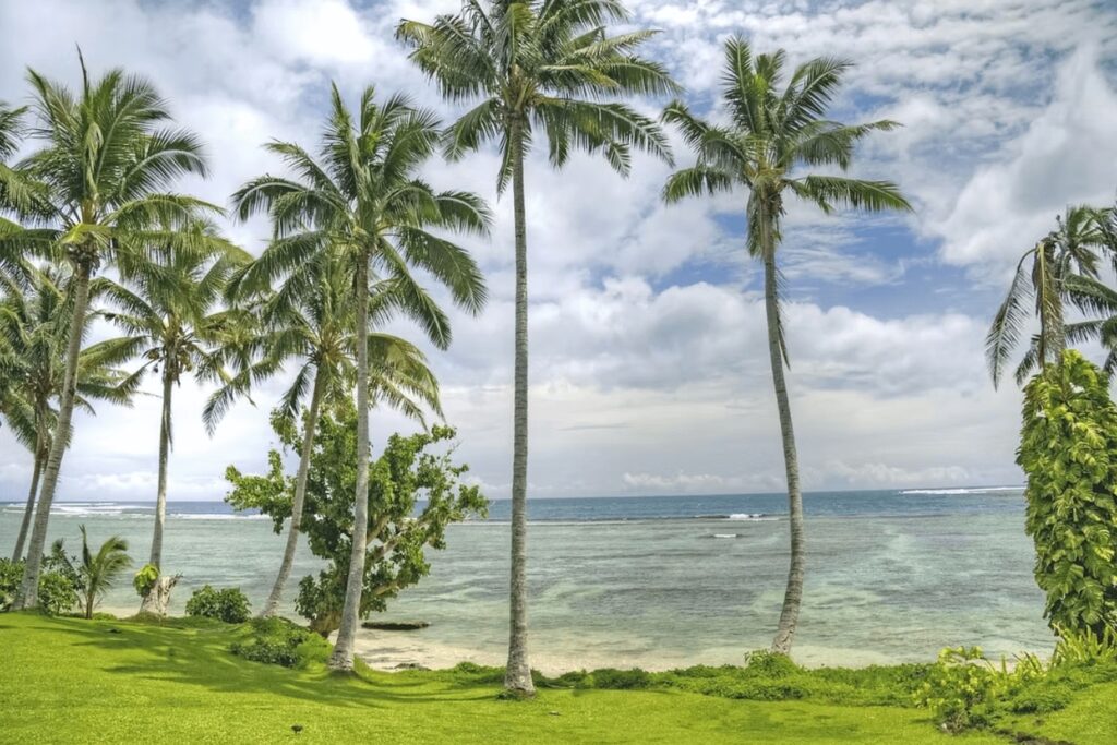 Best surf spots in Tonga: Palm trees tower above a beach in Tonga