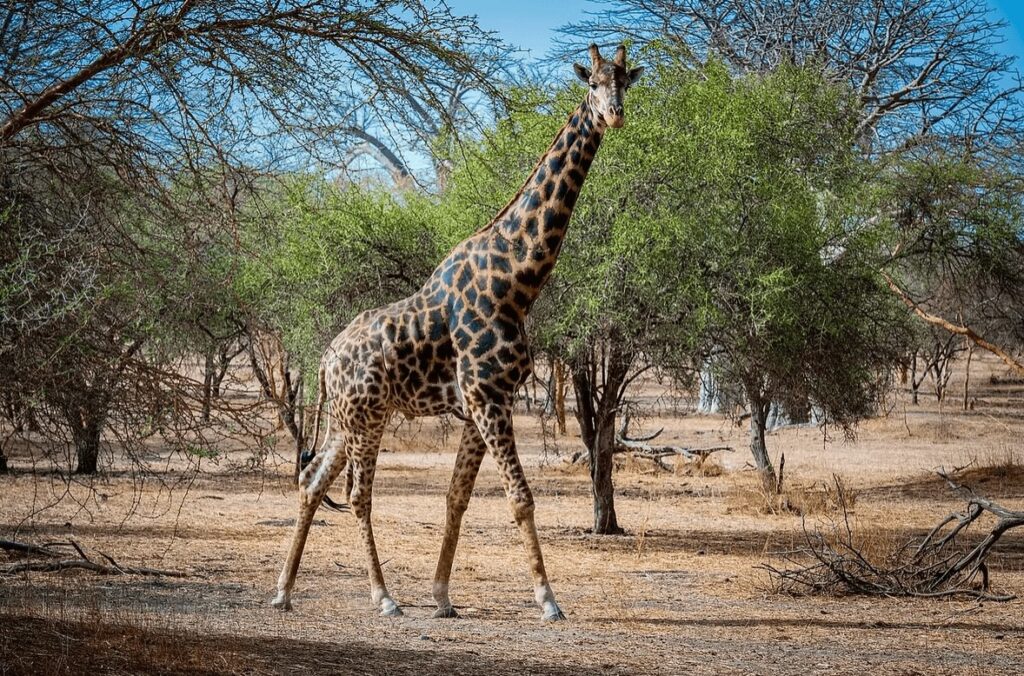 Surfing in Senegal: A giraffe walking through a forested area near Dakar