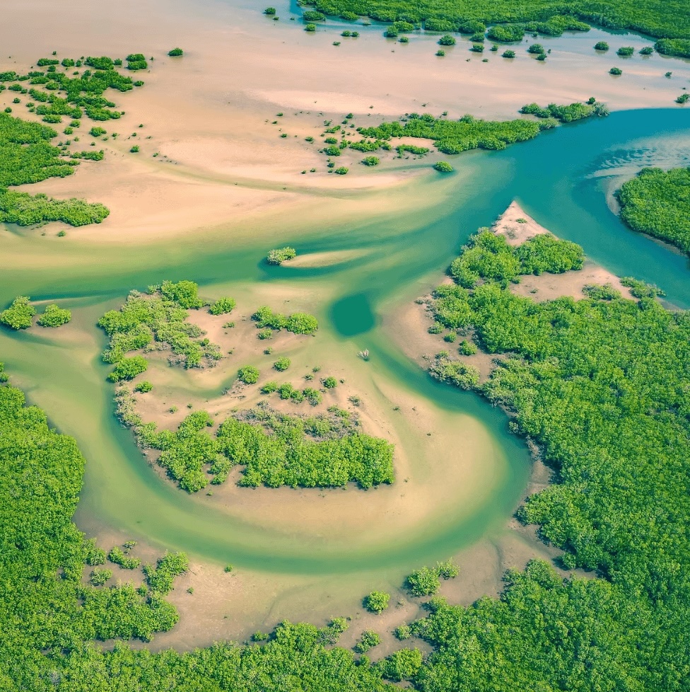 An aerial view of a forested river delta in Senegal, West Africa