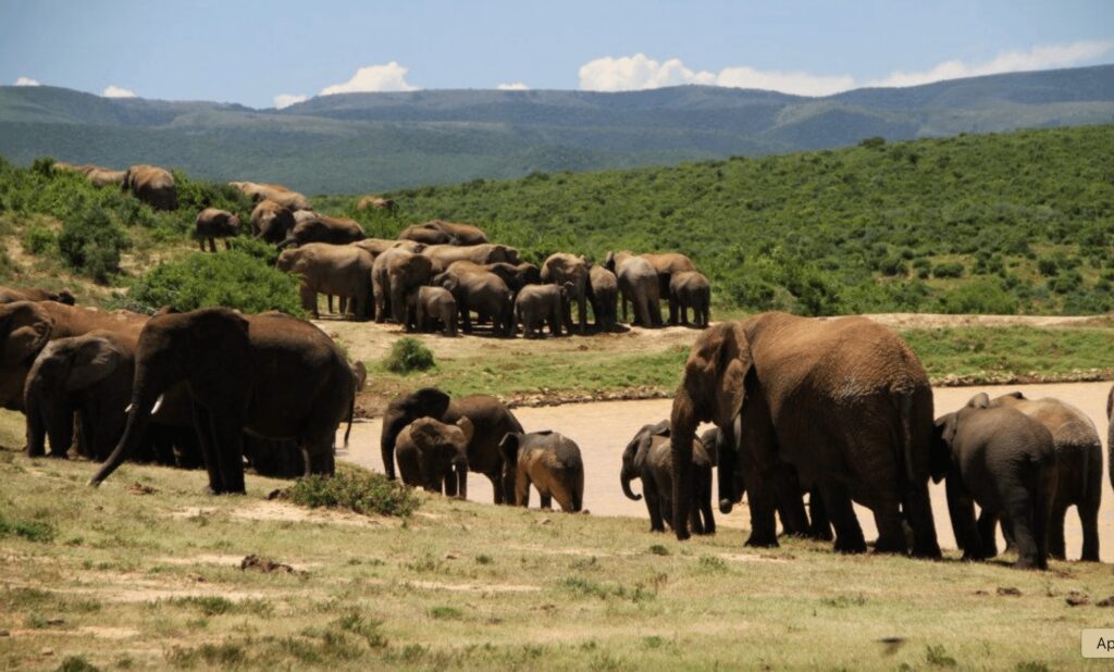 Elephant congregate around a watering hole at a wildlife reserve in South Africa