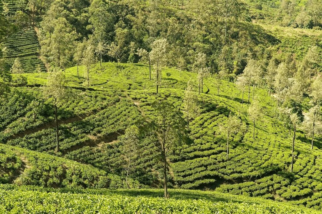 Surfing in Sri Lanka: A sprawling tea plantation