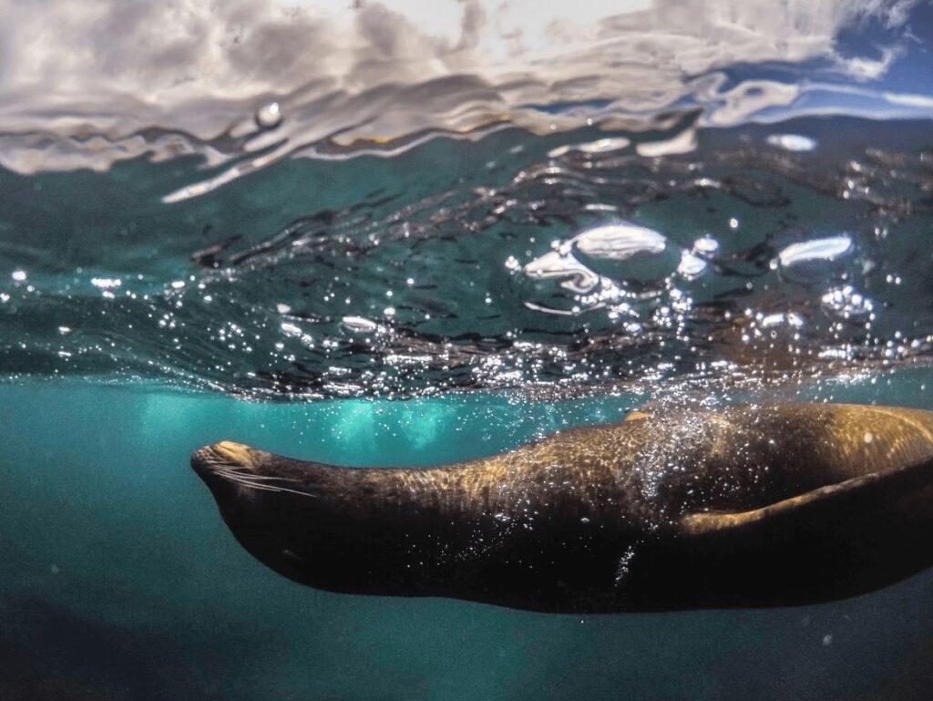 A sea lion swimming on its back in the Galapagos Islands