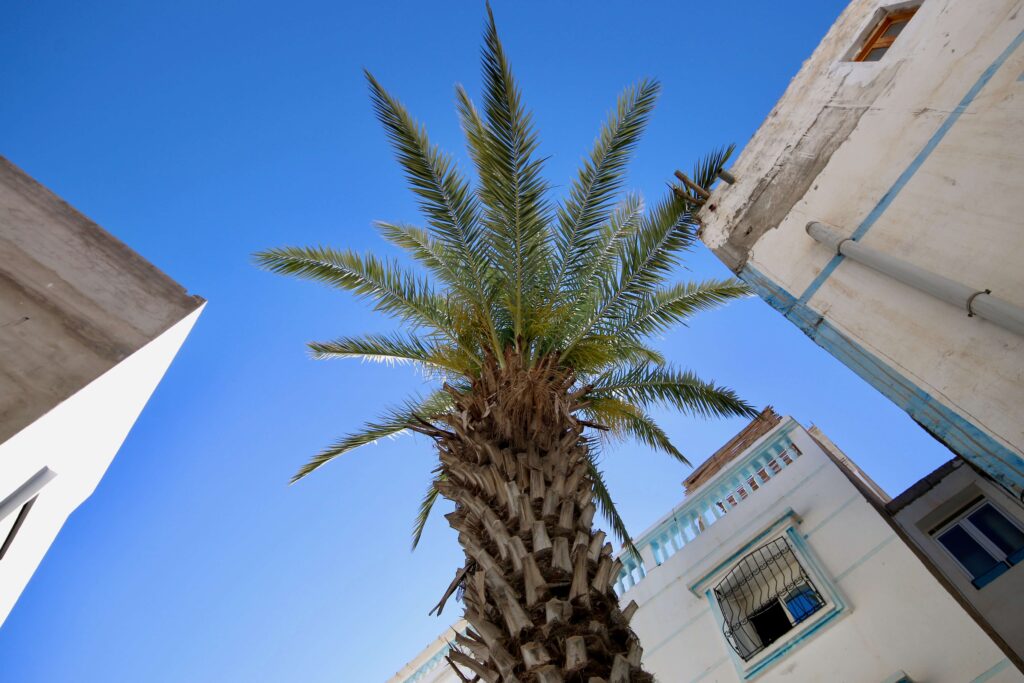 A palm tree rises between whitewashed buildings in Morocco