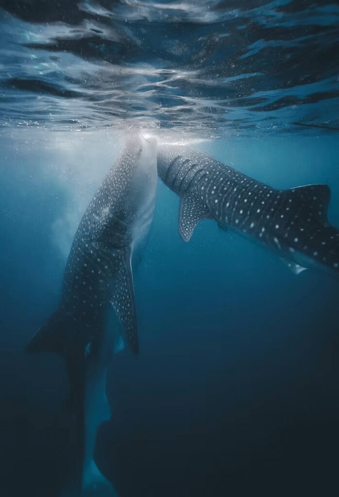 Coming face-to-face with whale sharks is a highlight of diving in Sumbawa