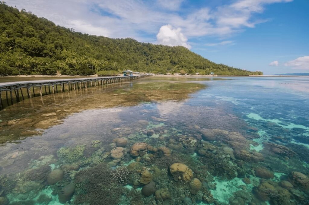 Biggest threats to our oceans: A coral reef visible beneath a wooden jetty in Raja Ampat, Indonesia