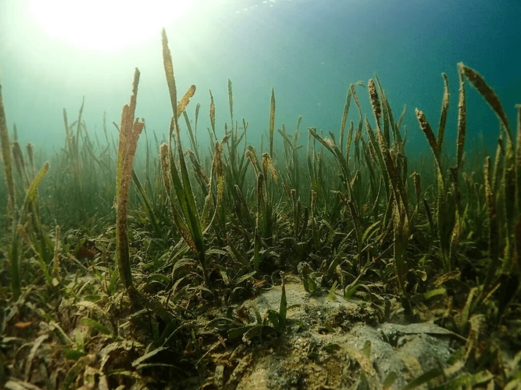 Green Fins: Seagrass beds play an important role in healthy marine ecosystems