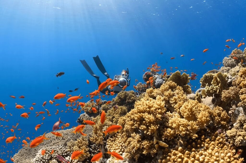 What is coral bleaching? A free-diver photographing a coral reef