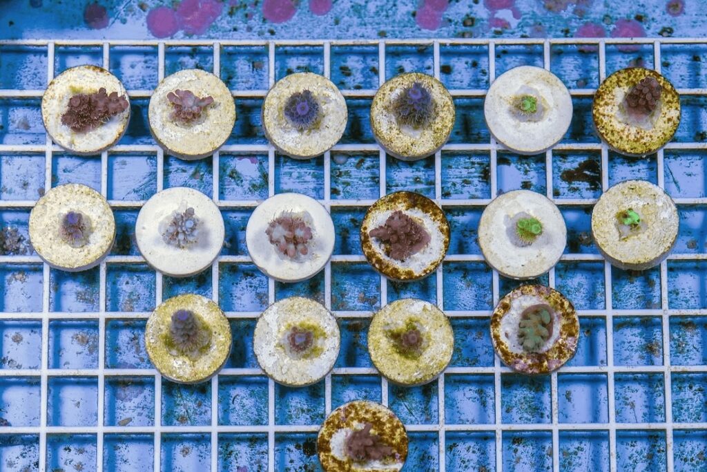Coral being artificially propagated to help restore reefs damaged by coral bleaching events