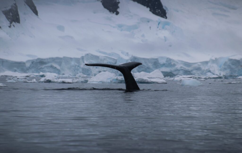 Unique markings on whale flukes can be used to identify individuals