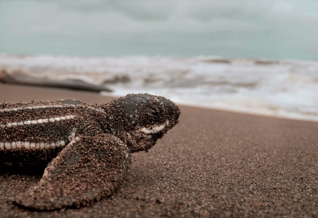 Sustainable surf camps around the globe: A sea turtle hatchling makes its way towards the water