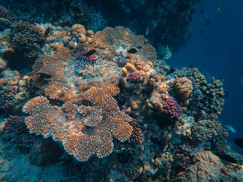 Coral reef damage due to tourism can have long-lasting effects on marine ecosystems