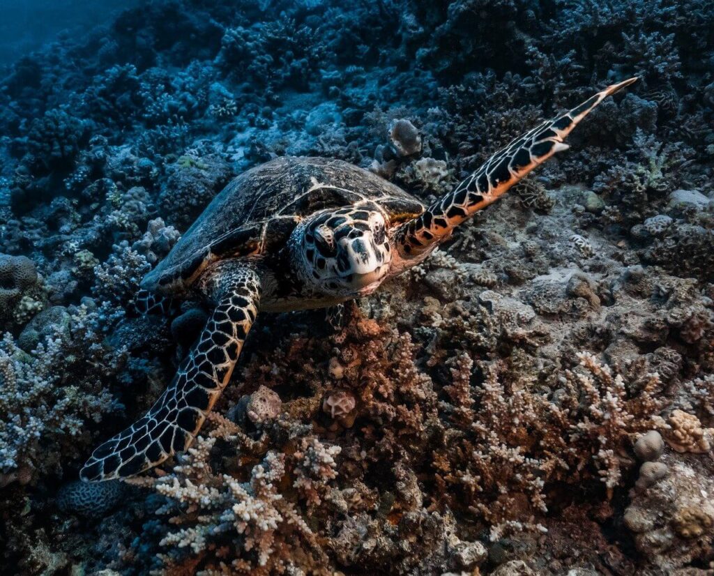A sea turtle cruising above a coral reef in the Red Sea