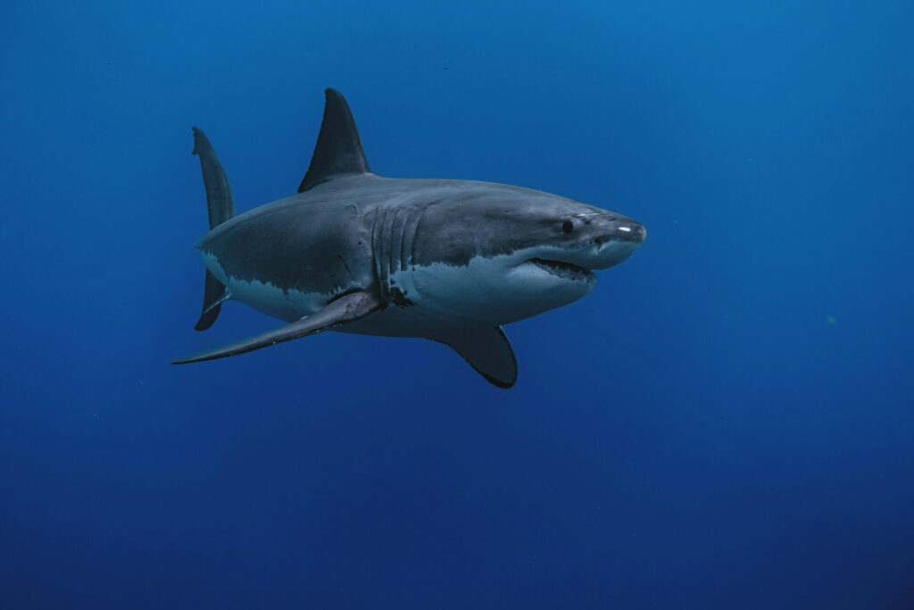 A great white shark off the coast of Isla Guadalupe, Mexico