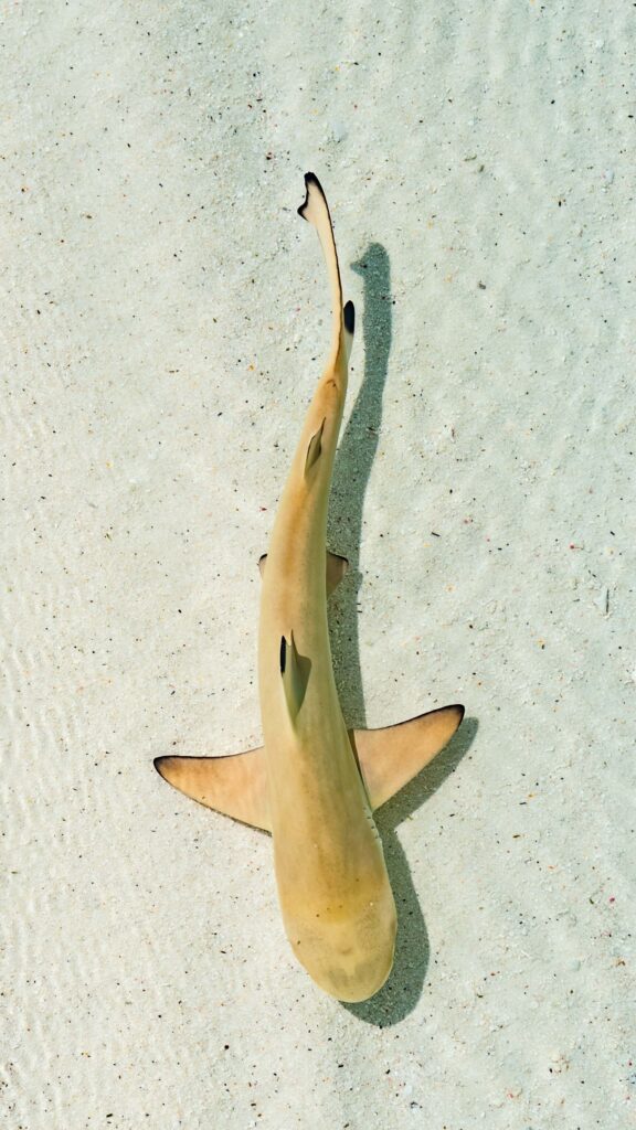 A baby black tip reef shark in the Maldives