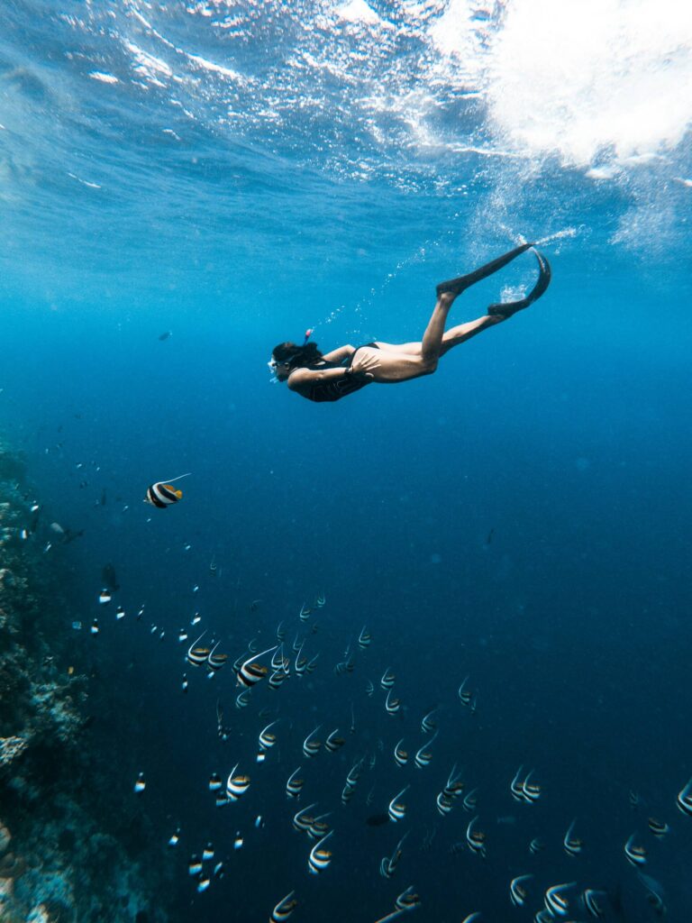 A snorkeller near a school of Moorish idols