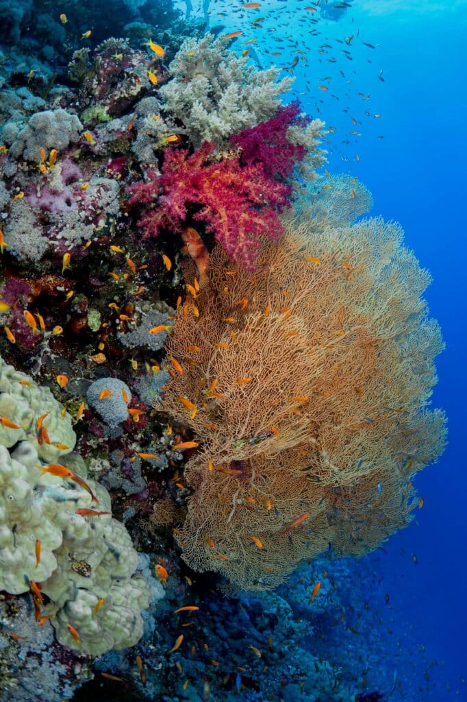 A healthy coral reef during a citizen science dive