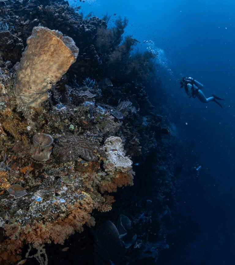 Want to Be a More Sustainable Scuba Diver? Here’s How