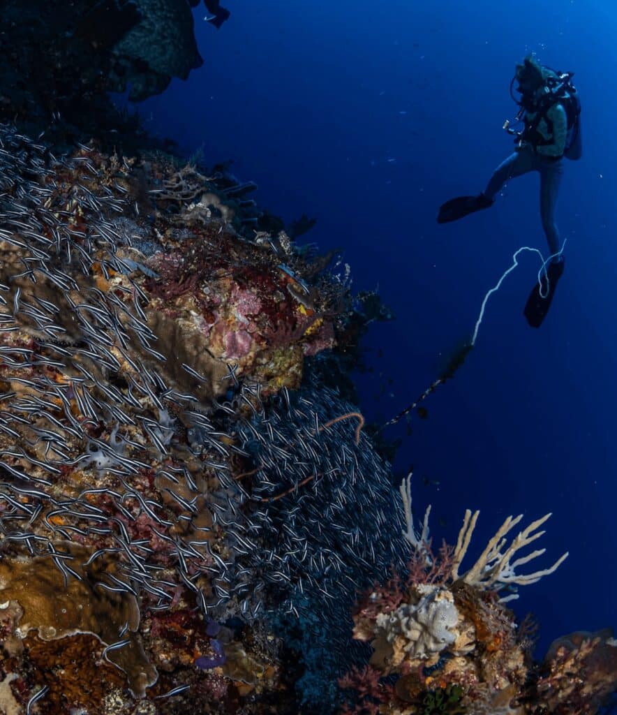 A scuba diver admires a coral-encrusted wall