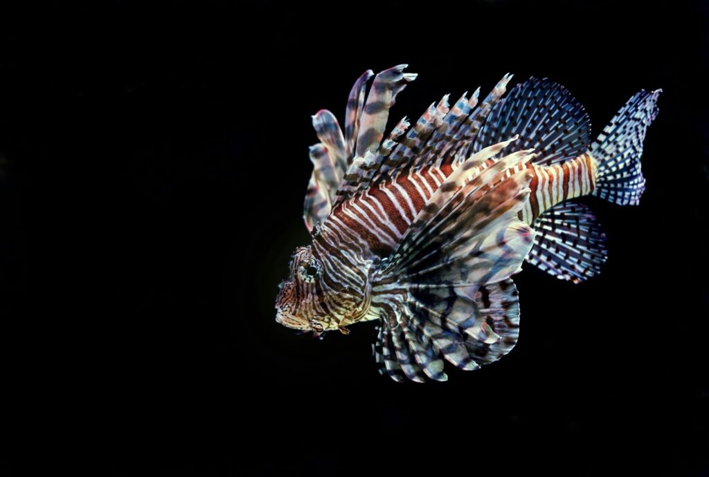 Removing lionfish is the focus of REEF's invasive species program - a citizen science project for divers