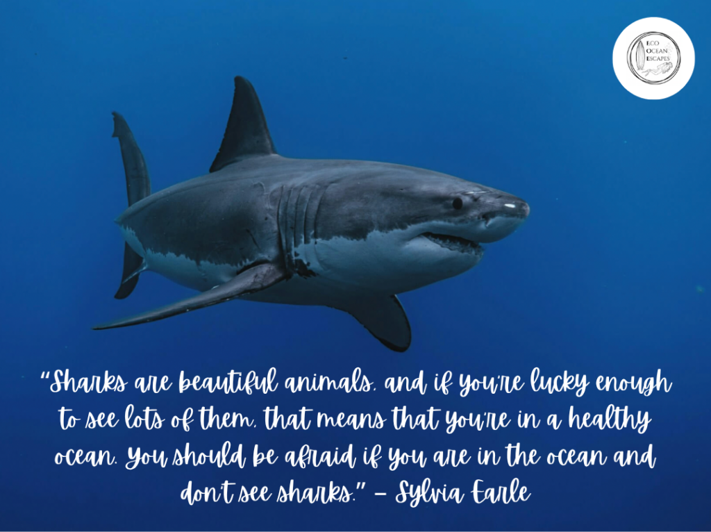 A shark with a quote about their importance from Sylvia Earle