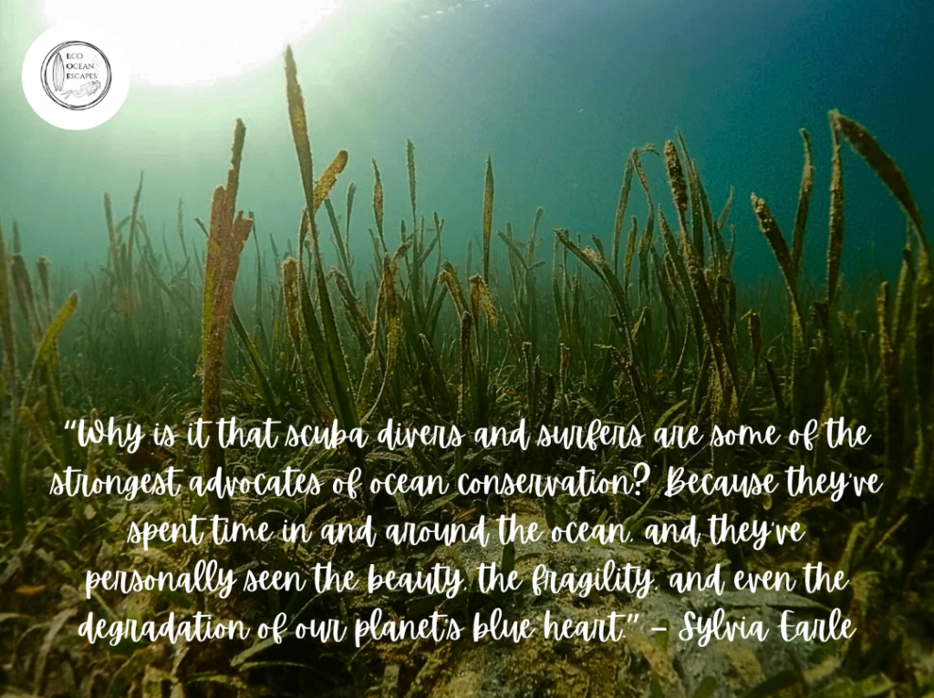 A seagrass bed with a quote from Sylvia Earle