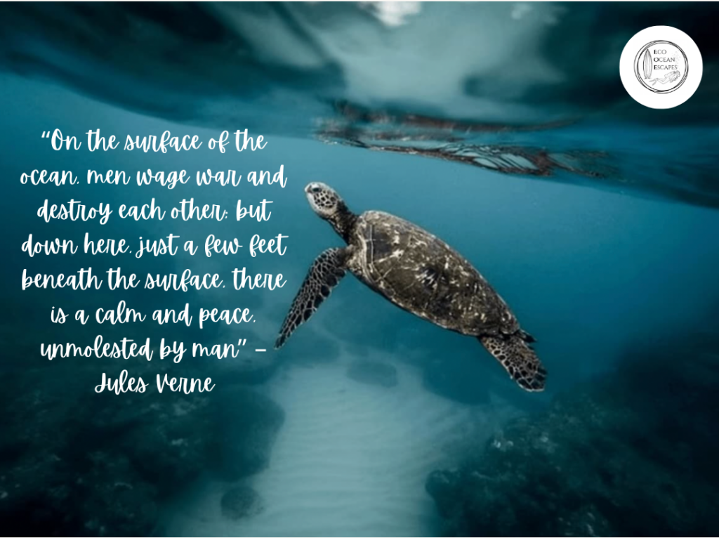 A sea turtle with a quote about the ocean from Jules Verne