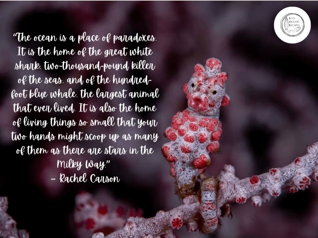 A sea horse with a quote about the ocean from Rachel Carson