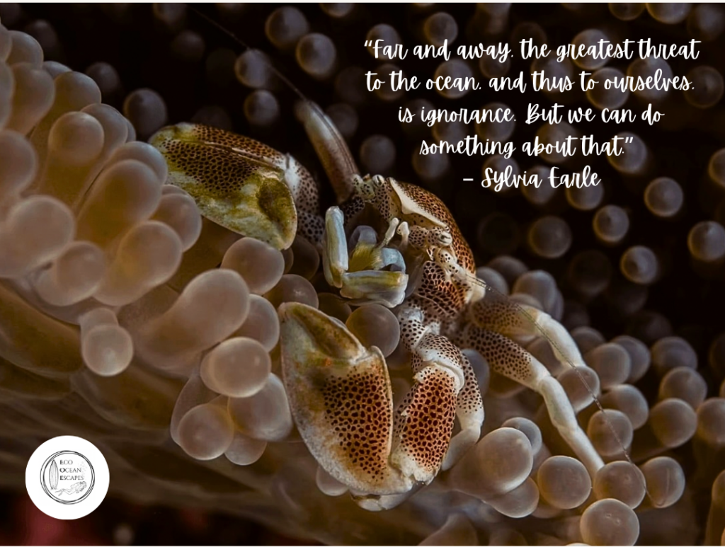 An anemone crab with a quote about threats to the ocean from Sylvia Earle