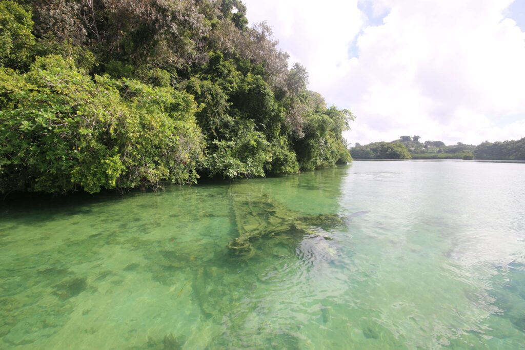 The wing of a World War II plane submerged in the shallow waters of Nikko Bay