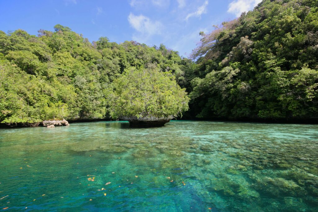 A shallow reef beside the Lettuce Coral Wall snorkelling site in Nikko Bay