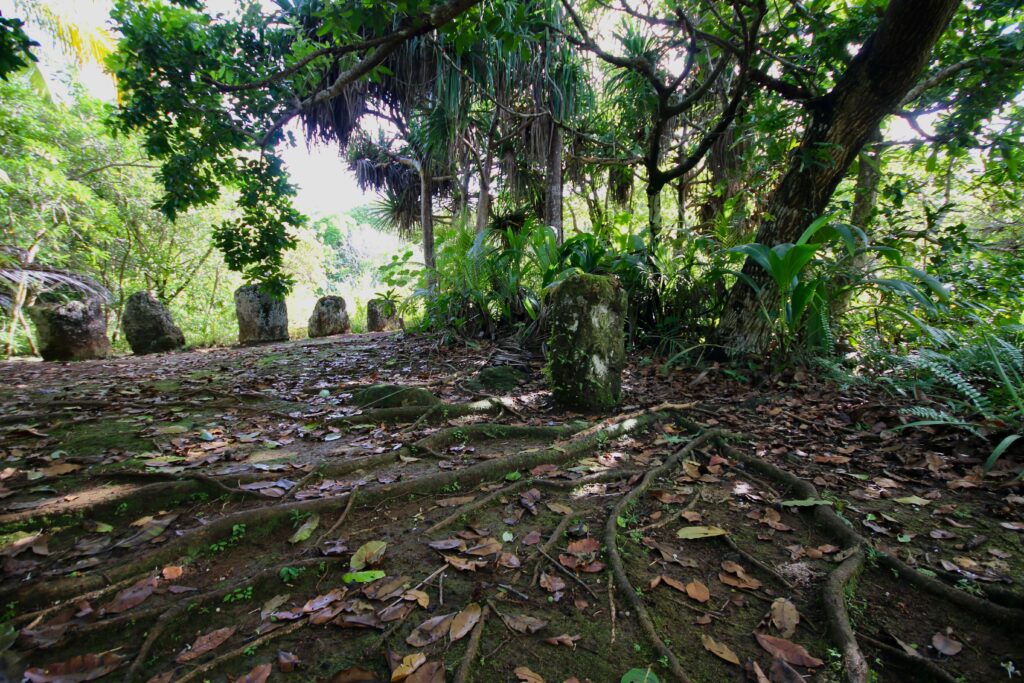 Tree roots surround the Badrulchau Stone Monoliths in Palau