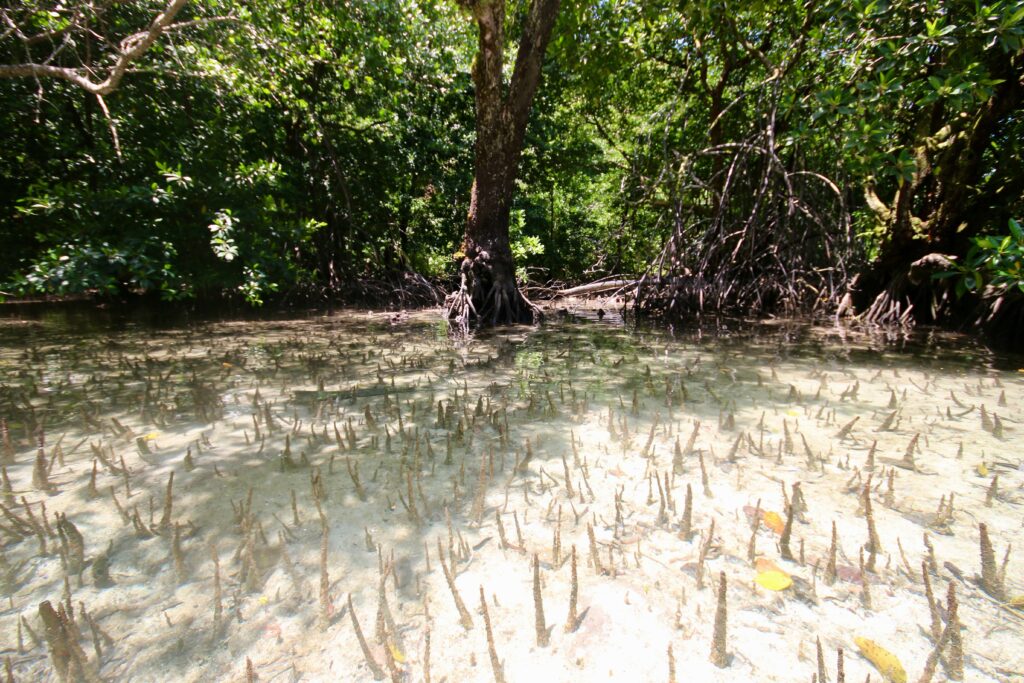 Baby blacktip reef sharks use these mangrove roots as a nursery