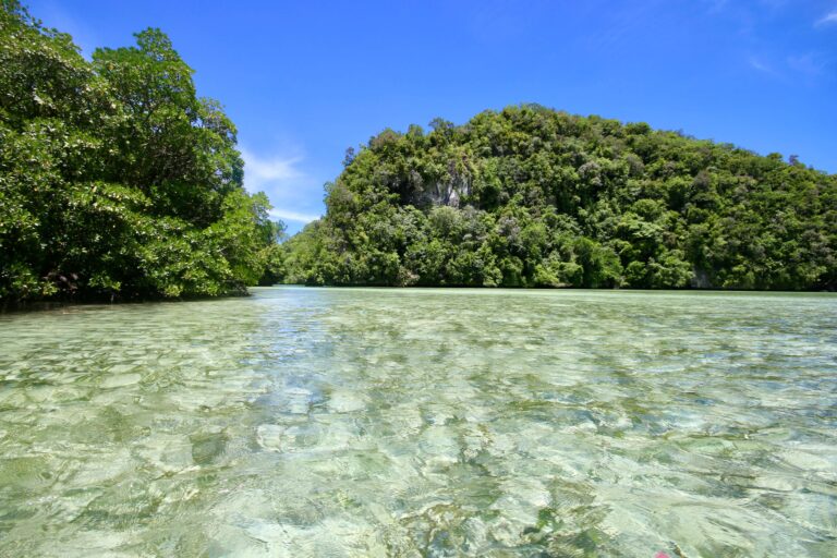 Seagrass Meadows: An Underappreciated Marine Environment