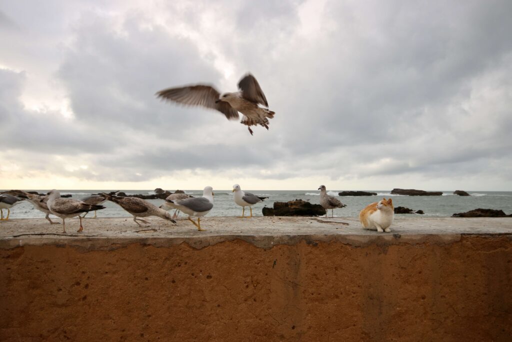 A cat watches a seagull from a seawall in Essaouira, Morocco