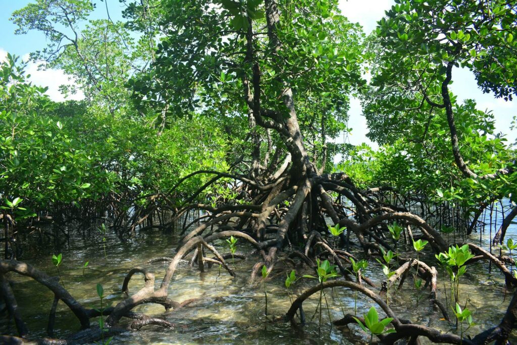 A coastal mangrove forest with new shoots