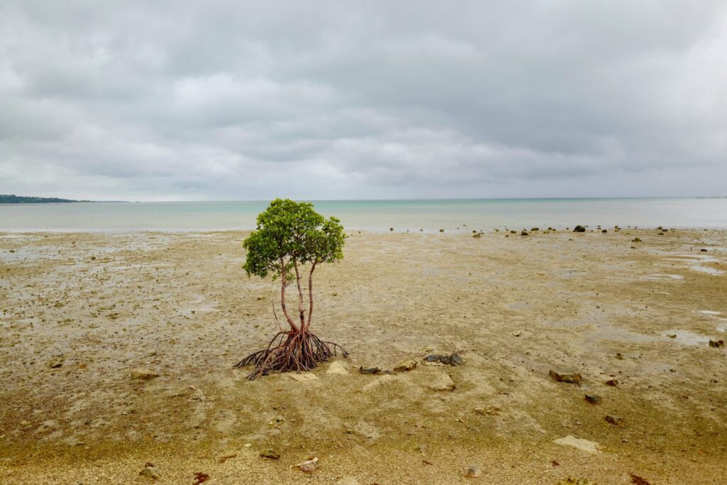 A lone mangrove tree at low tide
