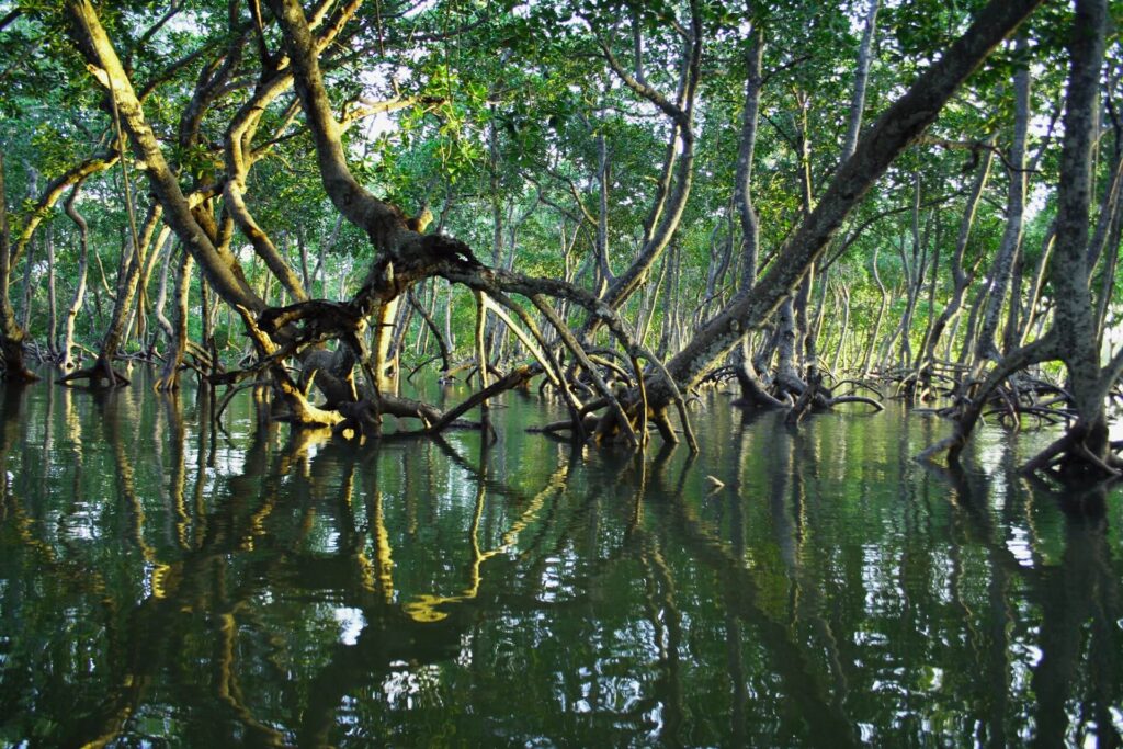 The elongated trunks of mangrove trees semi-submerged in water