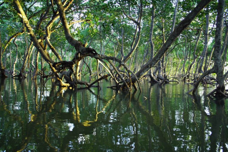 Mangroves: The Unsung Heroes of Healthy Oceans